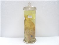 藏品(青嘴龍占)的圖片